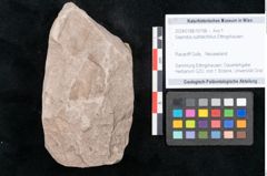 Foto (Objekt + Etikett) von Sapindus subfalcifolius Ettingshausen (NHMW-GEO-2024-0188-10198)